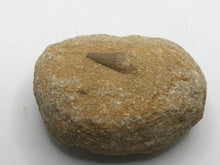 Load image into Gallery viewer, Mosasaur tooth