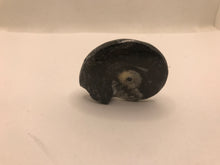 Load image into Gallery viewer, Goniatite fossilised ammonite