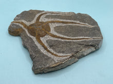 Load image into Gallery viewer, Brittle starfish Ophuroides