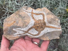 Load image into Gallery viewer, Brittle starfish Ophuroides