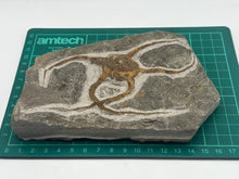 Load image into Gallery viewer, Brittle starfish ophuroides