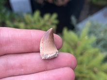 Load image into Gallery viewer, Mosasaur tooth