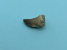 Load image into Gallery viewer, Mosasaur tooth