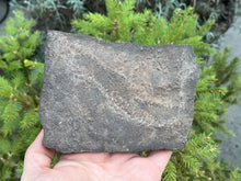 Load image into Gallery viewer, Trilobite trackways (cruziana)