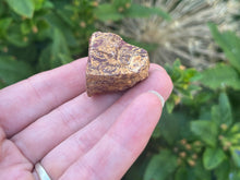 Load image into Gallery viewer, Fossil Jasper
