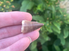 Load image into Gallery viewer, Mosasaur tooth