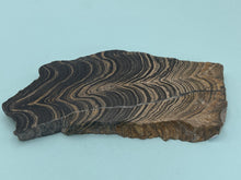 Load image into Gallery viewer, Stromatolite
