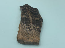 Load image into Gallery viewer, Stromatolite