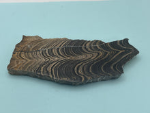 Load image into Gallery viewer, Stromatolite