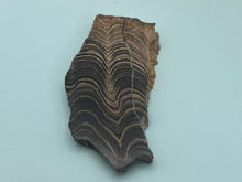 Load image into Gallery viewer, Stromatolite