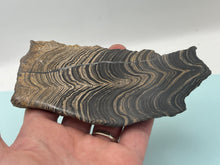 Load image into Gallery viewer, Stromatolite