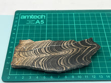 Load image into Gallery viewer, Stromatolite
