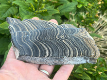 Load image into Gallery viewer, Stromatolite