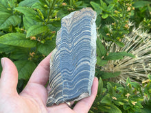 Load image into Gallery viewer, Stromatolite