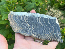 Load image into Gallery viewer, Stromatolite