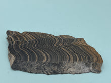 Load image into Gallery viewer, Stromatolite