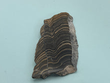 Load image into Gallery viewer, Stromatolite