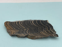 Load image into Gallery viewer, Stromatolite