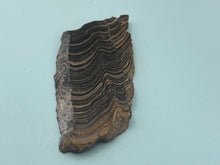 Load image into Gallery viewer, Stromatolite