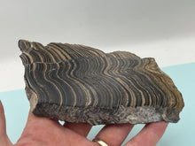 Load image into Gallery viewer, Stromatolite