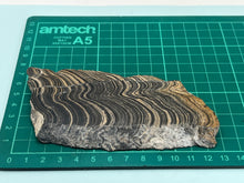 Load image into Gallery viewer, Stromatolite