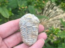 Load image into Gallery viewer, Calymene trilobite