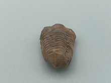 Load image into Gallery viewer, Calymene trilobite