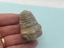 Load image into Gallery viewer, Calymene trilobite