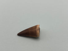 Load image into Gallery viewer, Mosasaur tooth