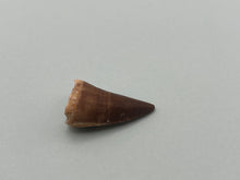 Load image into Gallery viewer, Mosasaur tooth