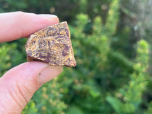 Load image into Gallery viewer, Fossil Jasper