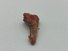 Load image into Gallery viewer, Onchosaurus Rostral spine