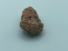 Load image into Gallery viewer, Calymene trilobite