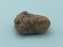 Load image into Gallery viewer, Calymene trilobite