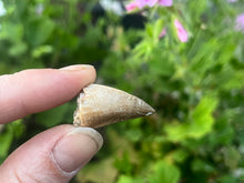 Load image into Gallery viewer, Mosasaur tooth