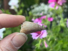 Load image into Gallery viewer, Mosasaur tooth