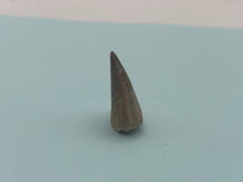 Load image into Gallery viewer, Mosasaur tooth
