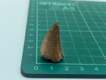 Load image into Gallery viewer, Mosasaur tooth