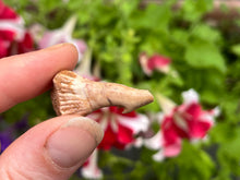Load image into Gallery viewer, Onchosaurus Rostral spine