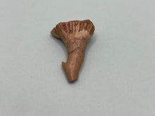 Load image into Gallery viewer, Onchosaurus Rostral spine