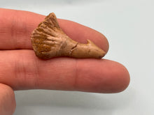 Load image into Gallery viewer, Onchosaurus Rostral spine