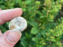 Load image into Gallery viewer, Perisphinctes ammonite