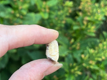 Load image into Gallery viewer, Perisphinctes ammonite