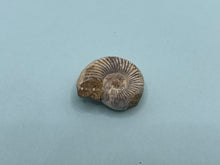 Load image into Gallery viewer, Perisphinctes ammonite