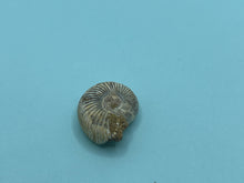 Load image into Gallery viewer, Perisphinctes ammonite