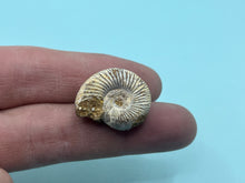 Load image into Gallery viewer, Perisphinctes ammonite