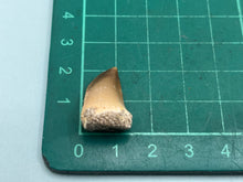 Load image into Gallery viewer, Mosasaur tooth