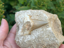Load image into Gallery viewer, Otodus tooth on rock