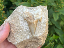 Load image into Gallery viewer, Otodus tooth on rock