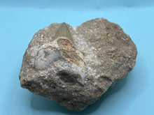 Load image into Gallery viewer, Otodus tooth on rock